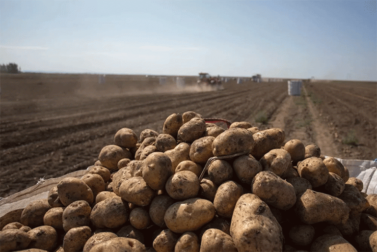 Succesul recoltei: Cum evenimentele agricole comunitare stimulează implicarea și agricultura durabilă 46 Succesul recoltei: Cum evenimentele agricole comunitare stimulează implicarea și agricultura durabilă