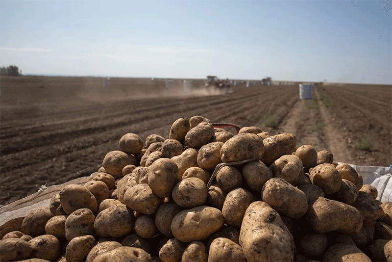 Harvesting Success: How Community Farming Events Boost Engagement and Sustainable Agriculture
