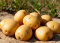 New Zealand’s Potato Sector Under Pressure: Weather Volatility, Rising Input Costs, and the Economics of Yield Decline