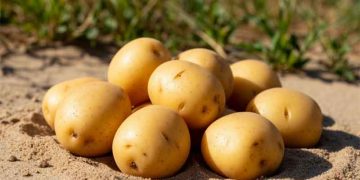 New Zealand’s Potato Sector Under Pressure: Weather Volatility, Rising Input Costs, and the Economics of Yield Decline