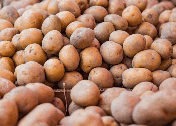 Primorye’s Strategic Harvest: 90,000 Tonnes in Storage and the Push for Year-Round Food Security