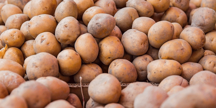 Primorye’s Strategic Harvest: 90,000 Tonnes in Storage and the Push for Year-Round Food Security