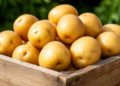 Bryansk Region Approves 2026 Potato Subsidy: RUB 263.36 per Ton