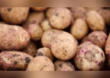 The July Harvest: Unlocking Ultra-Early Potato Production for Summer Delight