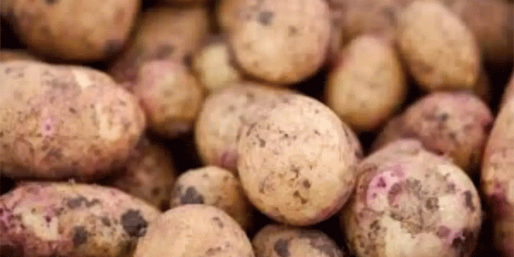 The July Harvest: Unlocking Ultra-Early Potato Production for Summer Delight