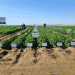 Potato Innovation 2024: Cutting-Edge Research for Higher Yields and Sustainable Farming