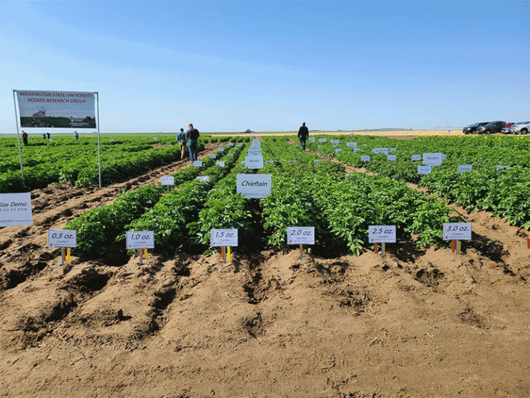Potato Innovation 2024: Cutting-Edge Research for Higher Yields and Sustainable Farming 3 Potato Innovation 2024: Cutting-Edge Research for Higher Yields and Sustainable Farming