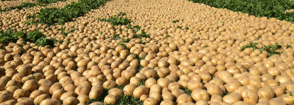 Irrigation Systems: The Key to Successful Early Potato Harvest in Germany