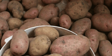 Beyond the 35% Cap: Price Gouging in Russia’s Arctic Exposes Food System Fragility