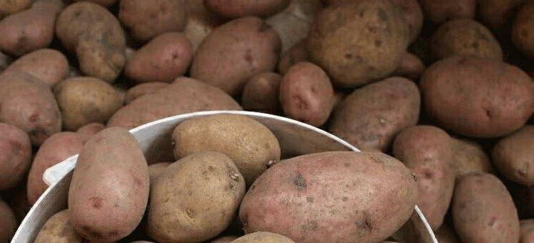 Beyond the 35% Cap: Price Gouging in Russia’s Arctic Exposes Food System Fragility