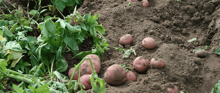 Potato Harvest for Chips Begins in Saga’s Kanzaki: How Contract Farming Ensures Stability for Growers 8 Potato Harvest for Chips Begins in Saga’s Kanzaki: How Contract Farming Ensures Stability for Growers