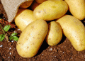 Excessive Rainfall and Potato Farming: How Wet Summers Threaten Crop Yields in 2025