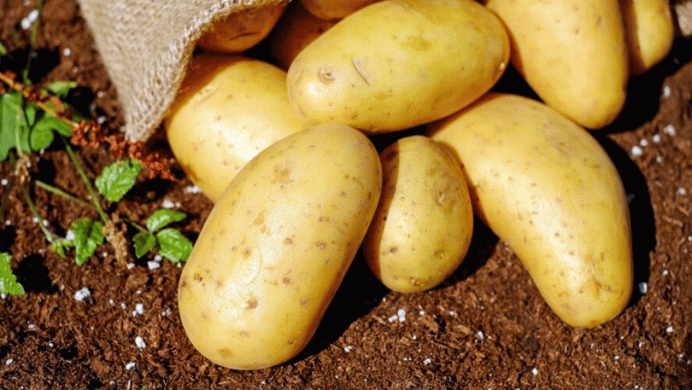 Excessive Rainfall and Potato Farming: How Wet Summers Threaten Crop Yields in 2025 4 Excessive Rainfall and Potato Farming: How Wet Summers Threaten Crop Yields in 2025