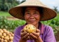 From 6.5 to 50 Hectares in One Season: What Khanh Yen‘s Winter Potato Breakthrough Teaches Us About De-risking Smallholder Agriculture