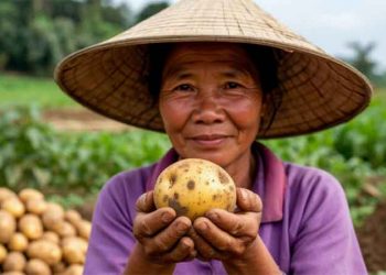 From 6.5 to 50 Hectares in One Season: What Khanh Yen‘s Winter Potato Breakthrough Teaches Us About De-risking Smallholder Agriculture