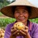 From 6.5 to 50 Hectares in One Season: What Khanh Yen‘s Winter Potato Breakthrough Teaches Us About De-risking Smallholder Agriculture
