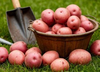 Russia’s Potato Paradox: Top-Five Production Volume Meets Global Export Realities
