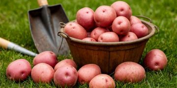 Russia’s Potato Paradox: Top-Five Production Volume Meets Global Export Realities