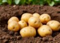 Agronomist Olga Semyonova Recommends Biofungicides for Potato Tuber Disinfection Before Planting