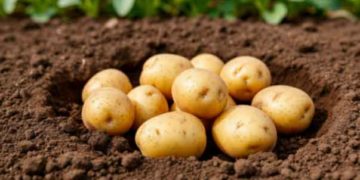 Agronomist Olga Semyonova Recommends Biofungicides for Potato Tuber Disinfection Before Planting