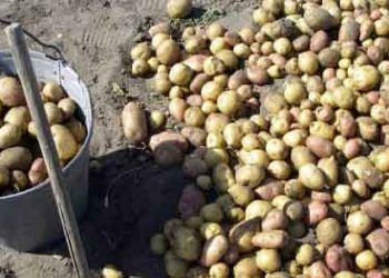Buryatia Launches Subsidy Program to Boost Potato and Vegetable Production