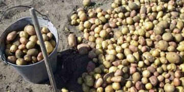 Buryatia Launches Subsidy Program to Boost Potato and Vegetable Production