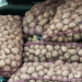 Kaliningrad’s Agricultural Outlook for 2025: Potato Growth, Frost Losses, and Recovery Efforts