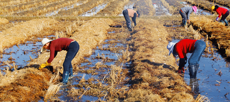 From “Golden Blanket” to Mushroom Substrate: Creating a Circular Economy with Crop Residues in Sha Tou Town