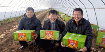 From Watermelon Afterthought to Winter Gold: How a Co-op Built a Climate-Resilient Niche for Potato Farmers