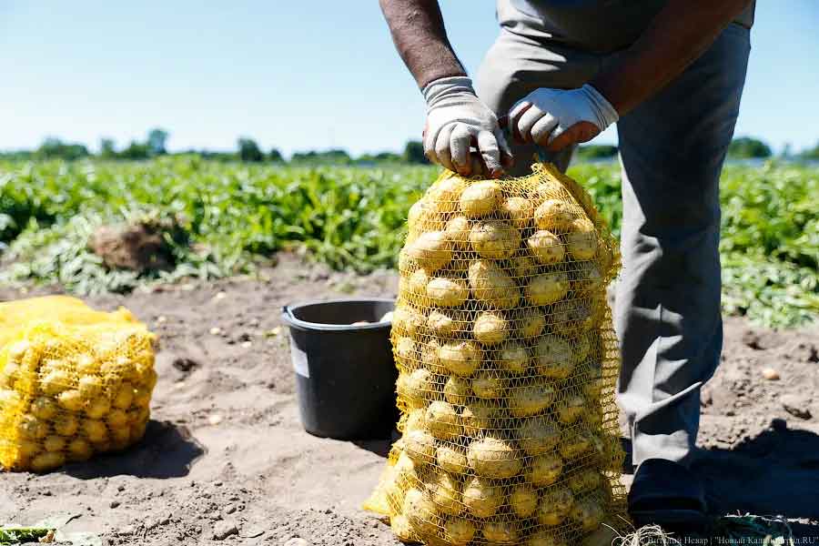 Կալինինգրադի մարզը պահպանում է կարտոֆիլի ցանքատարածությունները՝ չնայած 2025 թվականի բերքի պակասին