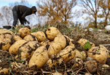 Beyond the Label: What the “Tambov Potato” GI Means for the Future of Russian Agri-Food