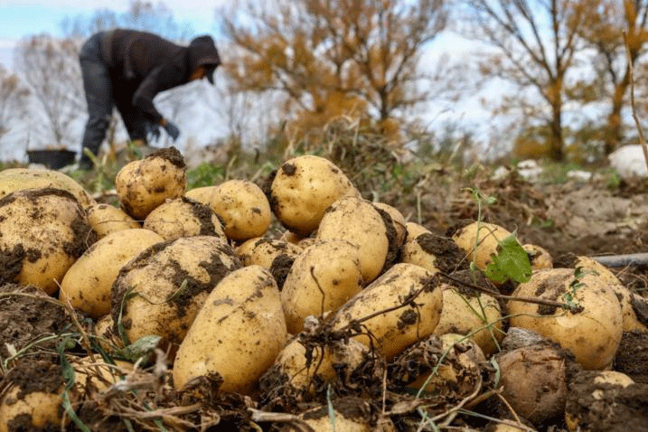 Beyond the Label: What the “Tambov Potato” GI Means for the Future of Russian Agri-Food
