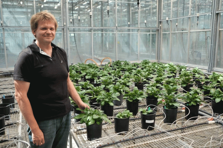 Beyond the Storm: Quantifying Hail and Heat Impact on Potato Yield and Processing Quality
