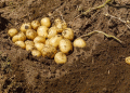15 Potato Varieties and Cutting-Edge Agri-Tech Showcased at Field Day in Predgorny District