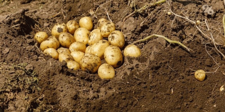 15 Potato Varieties and Cutting-Edge Agri-Tech Showcased at Field Day in Predgorny District