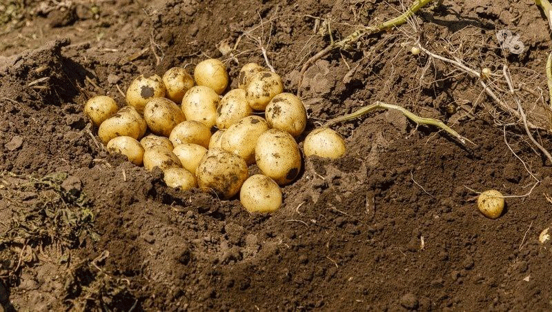 15 Kartoffelsorten und modernste Agrartechnologie werden beim Feldtag im Bezirk Predgorny präsentiert