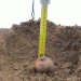 Digging Into Profits: How Seed Spacing and Planting Depth Impact Potato Yield and Returns