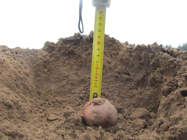 Digging Into Profits: How Seed Spacing and Planting Depth Impact Potato Yield and Returns 45 Digging Into Profits: How Seed Spacing and Planting Depth Impact Potato Yield and Returns