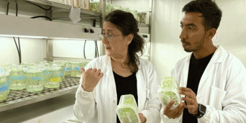 Enhancing Nitrogen Efficiency in Potatoes: The Dual Role of StCDF1 in Tuberization and Nitrogen Assimilation