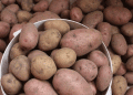 Kostroma Region Prepares 180 Tons of High-Quality Seed Potatoes for Export to Uzbekistan