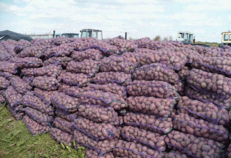 Supporting Potato Farmers in Komi: Financial Aid for Self-Employed Potato Growers in 2025 6 Supporting Potato Farmers in Komi: Financial Aid for Self-Employed Potato Growers in 2025