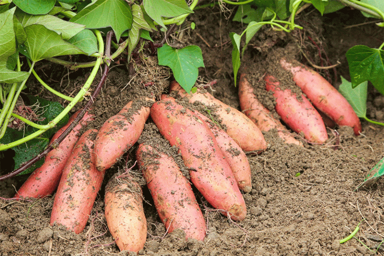 From Campaign Gesture to Community Institution: The Agricultural Impact of a 100,000-Pound Sweet Potato Giveaway 50 From Campaign Gesture to Community Institution: The Agricultural Impact of a 100,000-Pound Sweet Potato Giveaway