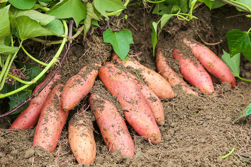 From Campaign Gesture to Community Institution: The Agricultural Impact of a 100,000-Pound Sweet Potato Giveaway