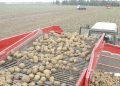 Record Potato Growth Meets Market Resistance: What’s Next for Farmers?