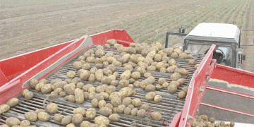 Record Potato Growth Meets Market Resistance: What’s Next for Farmers?