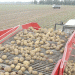 Record Potato Growth Meets Market Resistance: What’s Next for Farmers?