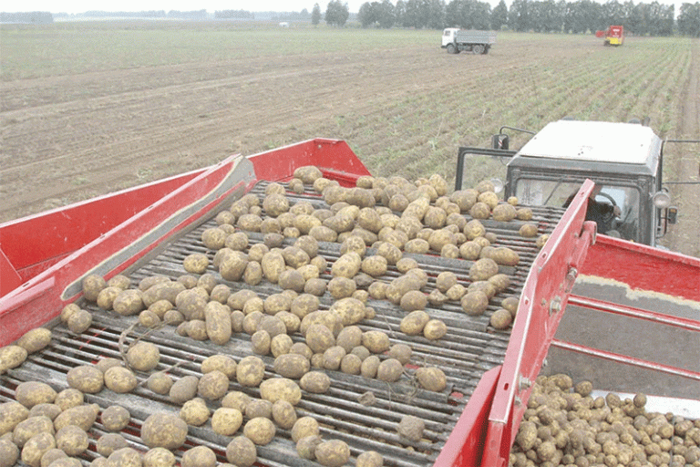 Record Potato Growth Meets Market Resistance: What’s Next for Farmers?