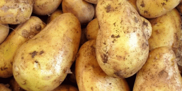 Irish potato market stable, European prices plateau