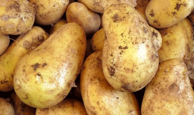 Irish potato market stable, European prices plateau 2 Irish potato market stable, European prices plateau