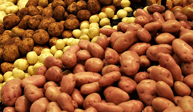 Ireland’s Steady Potato Market and International Trade Challenges 48 Ireland’s Steady Potato Market and International Trade Challenges